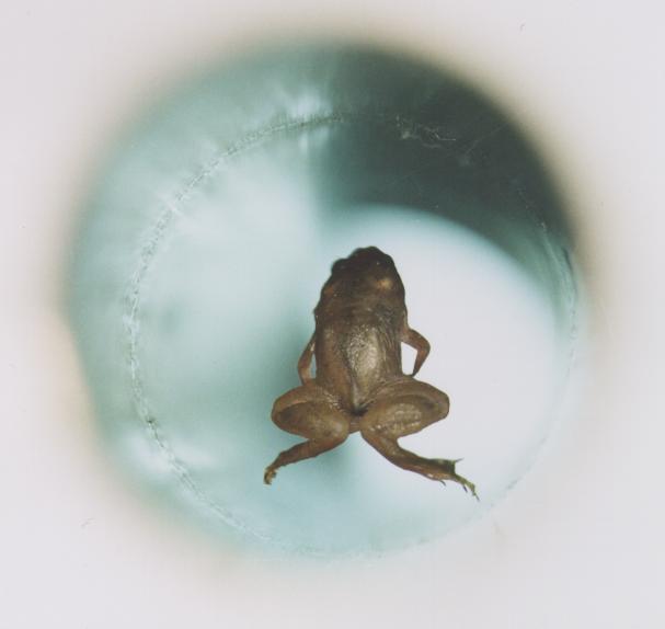 levitujúca žaba
